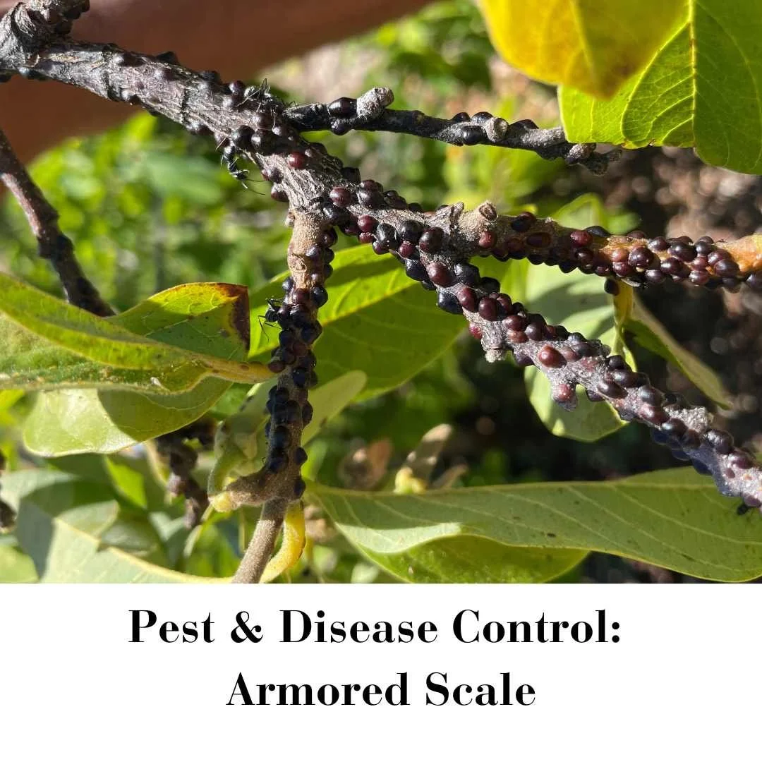 Armored Scale Pest