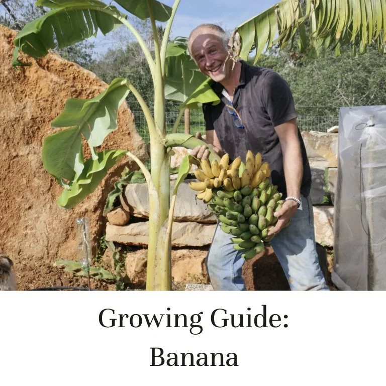 Growing Guide: Banana