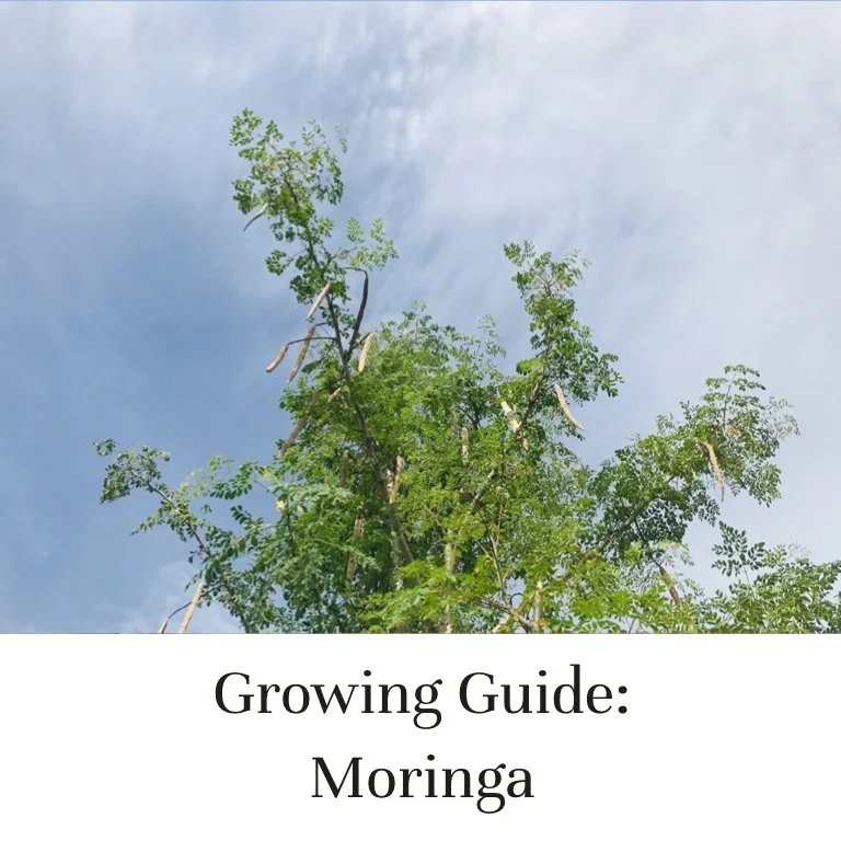 Growing Guide: Moringa
