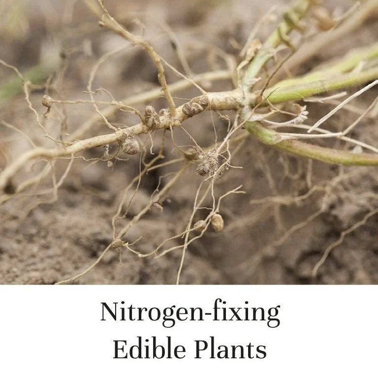 Nitrogen-fixing Edible Plants
