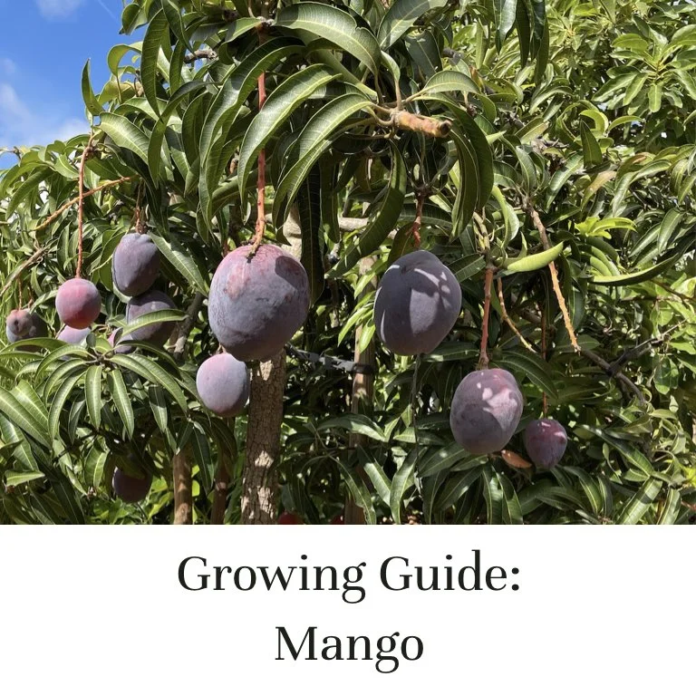 Growing Guide: Mango