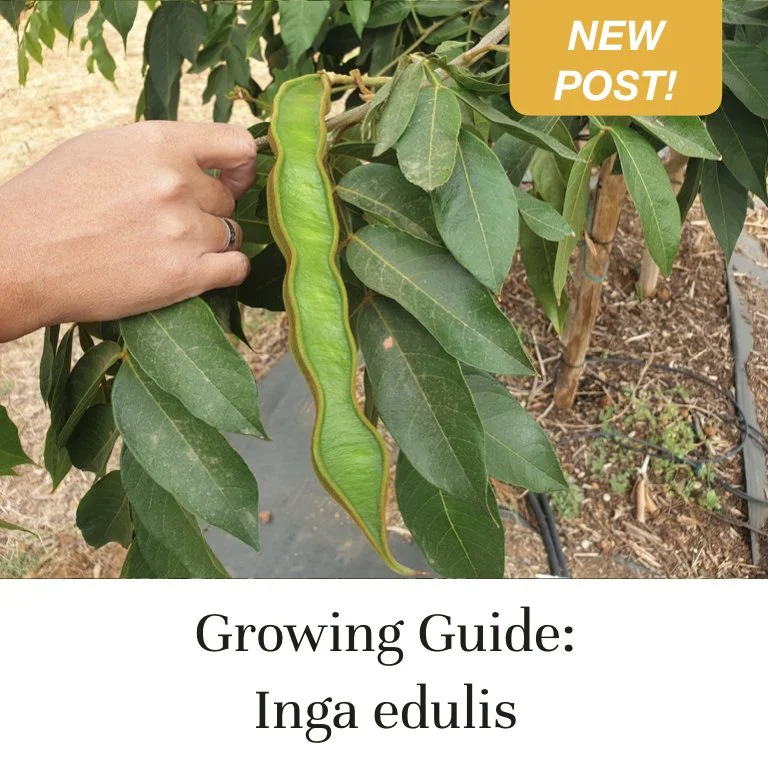 Inga edulis growing guide for Mediterranean