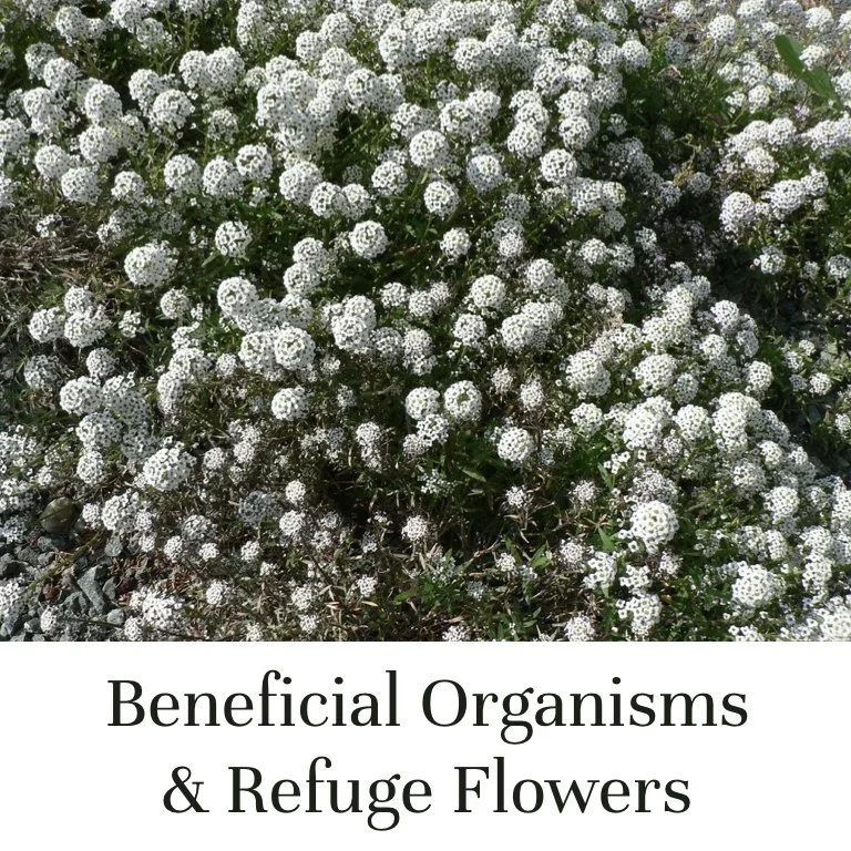Biological Control - Beneficial organisms and refuge flowers
