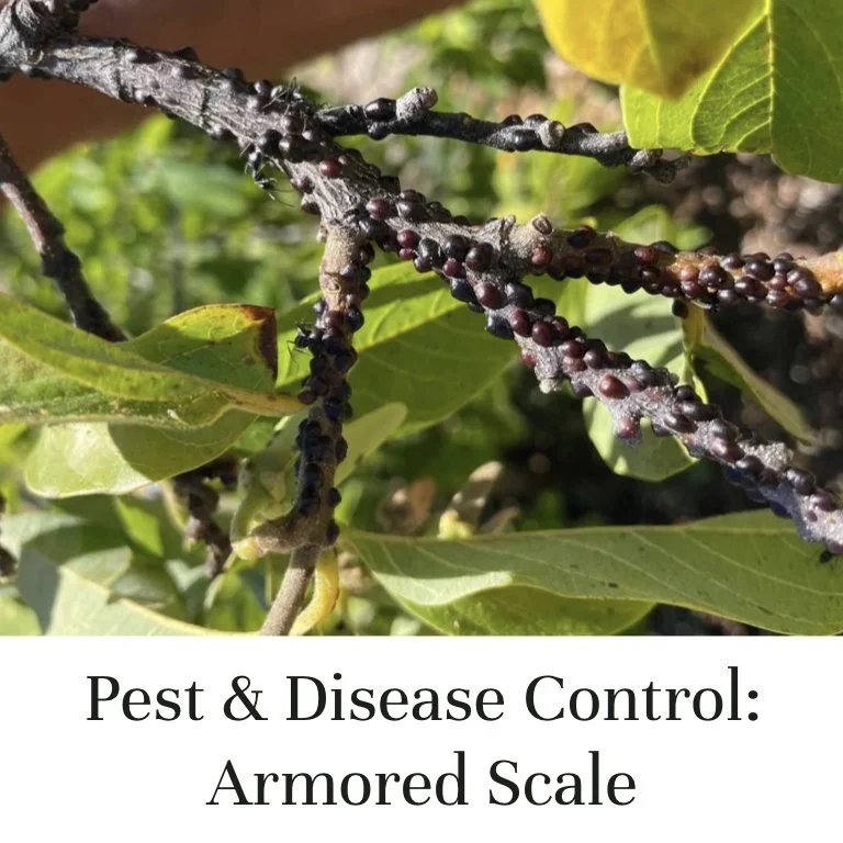 Pest and Disease Control — Armored Scale