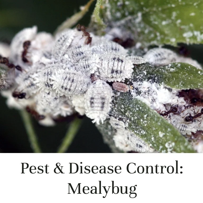 Pest and Disease Control — Mealybug