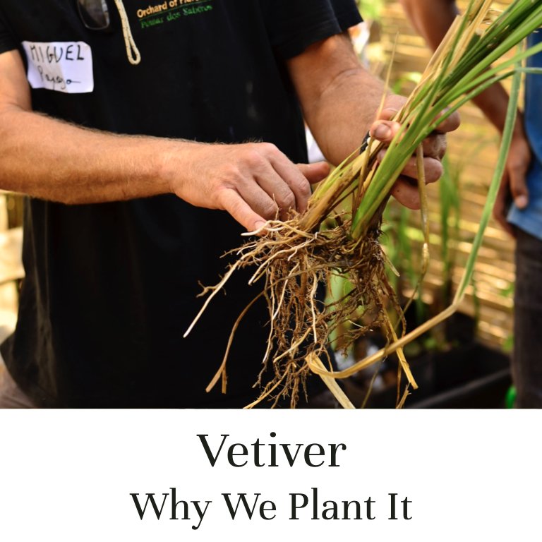 Vetiver — Why we plant it