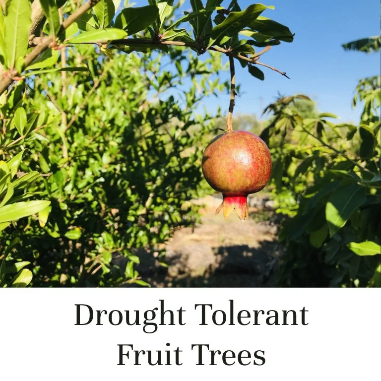 Drought Tolerant Fruit Trees for Mediterranean Climates