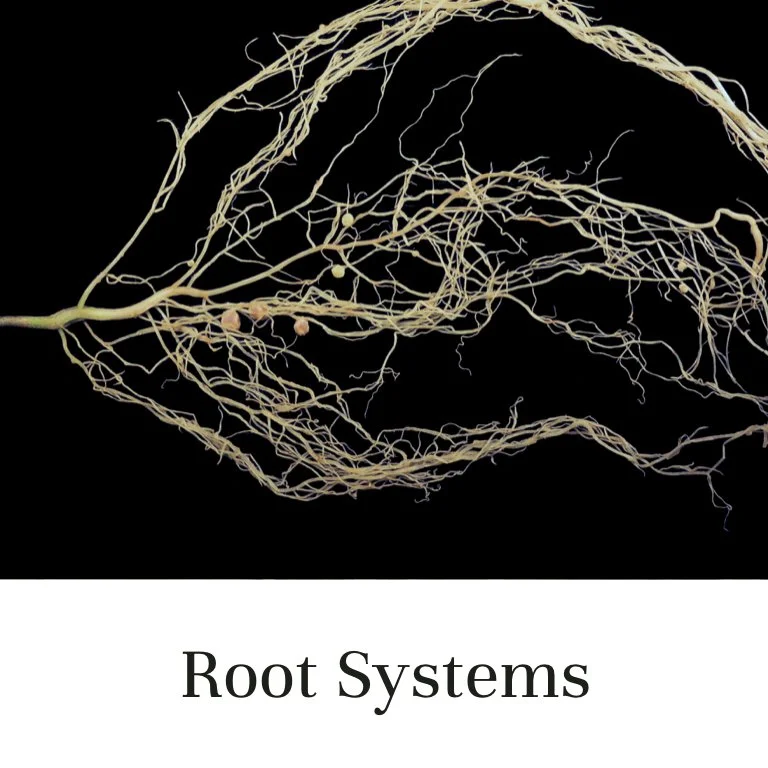 Fruit Trees by Root System
