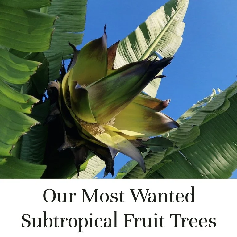 Wanted Subtropical Fruit Trees