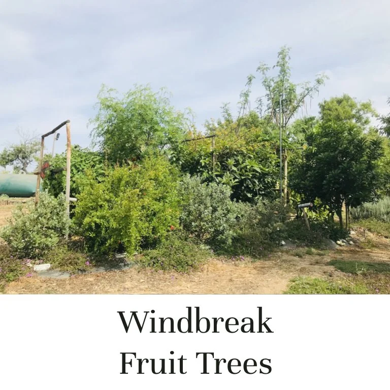 Windbreak Fruit Trees for Mediterranean Climates
