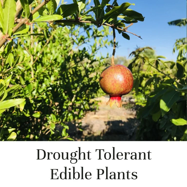 Drought Tolerant Edible Plants for Mediterranean Climates