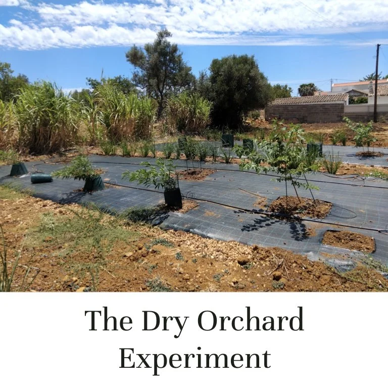 The Dry Orchard Experiment