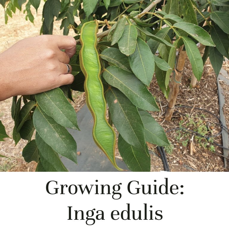 Inga edulis growing guide for Mediterranean