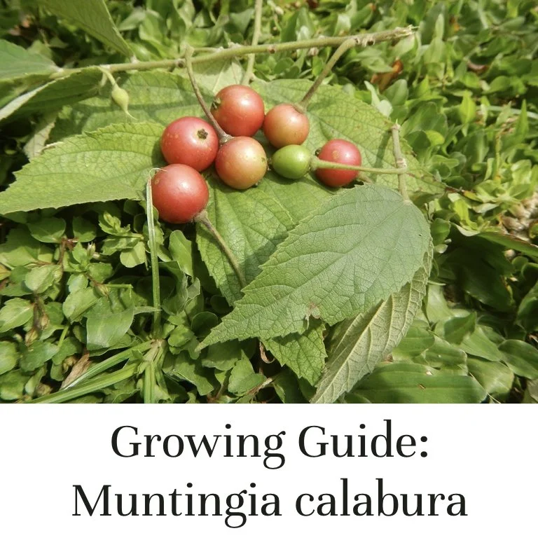 Muntingia calabura Growing Guide