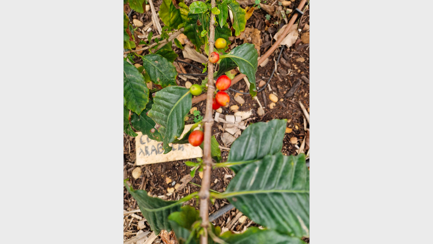 Coffea_arabica-Coffee_plant-Ripe_fruit.png