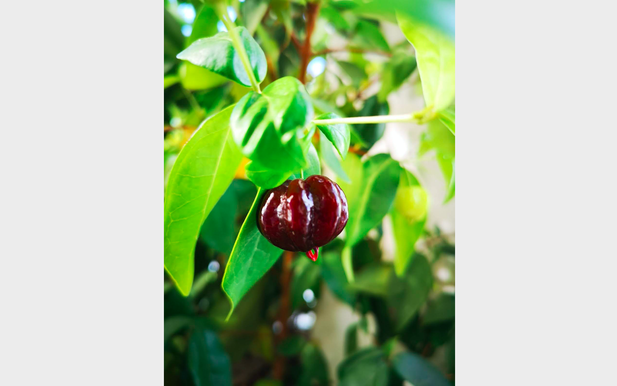suriname_cherry1.jpg