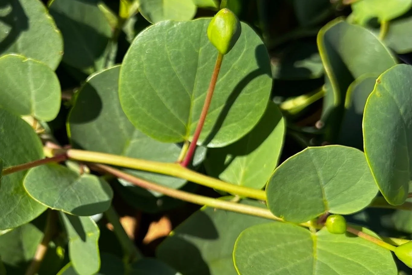 Capparis inermis - Capers