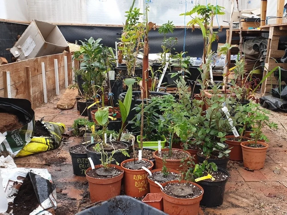 tropical_plant_nursery.jpg
