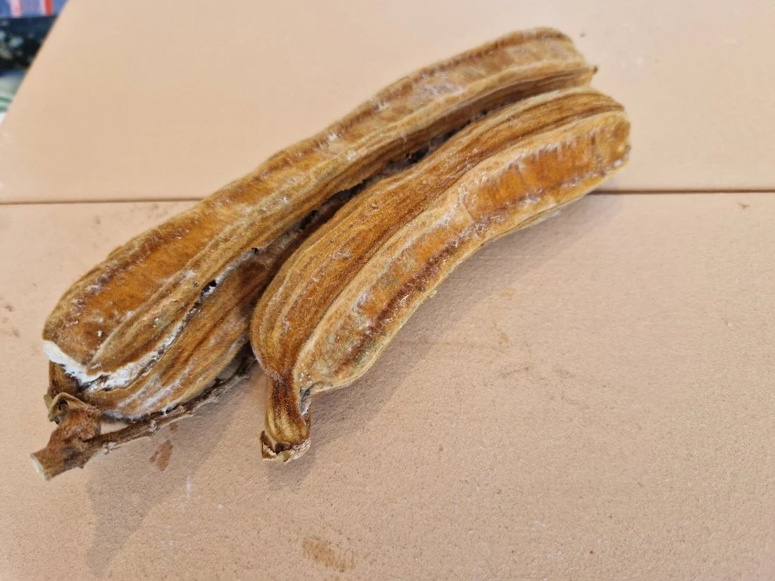 Inga edulis Dry seed pods