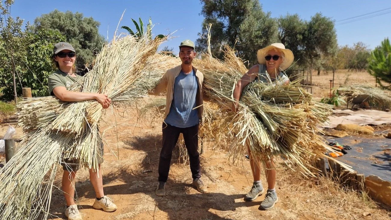 Harvesting Vetiver grass for mulching