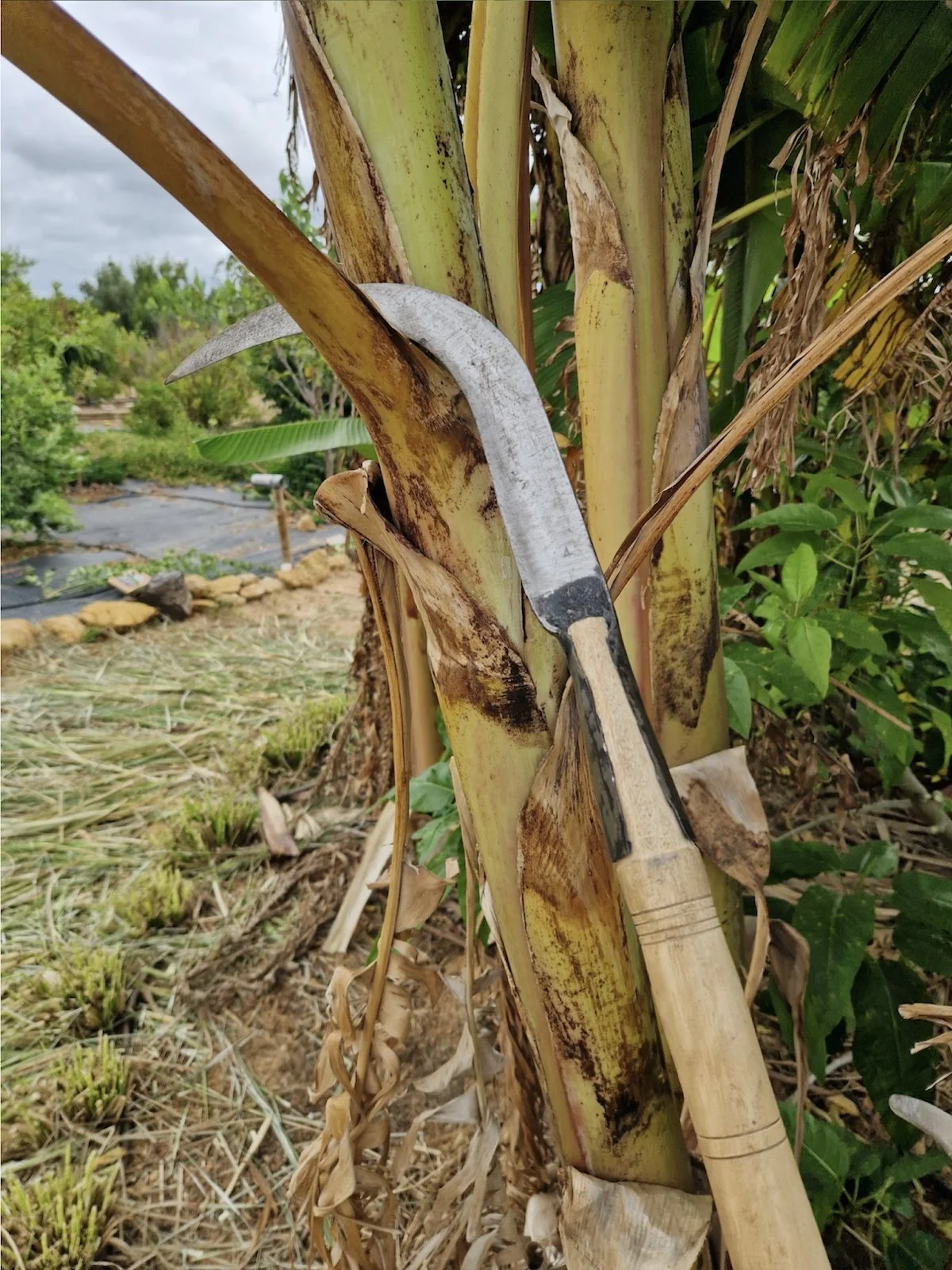 Removing dry banana leaves using special sickle