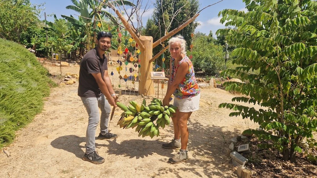 Freshly harvested banana bunch at Botanical garden