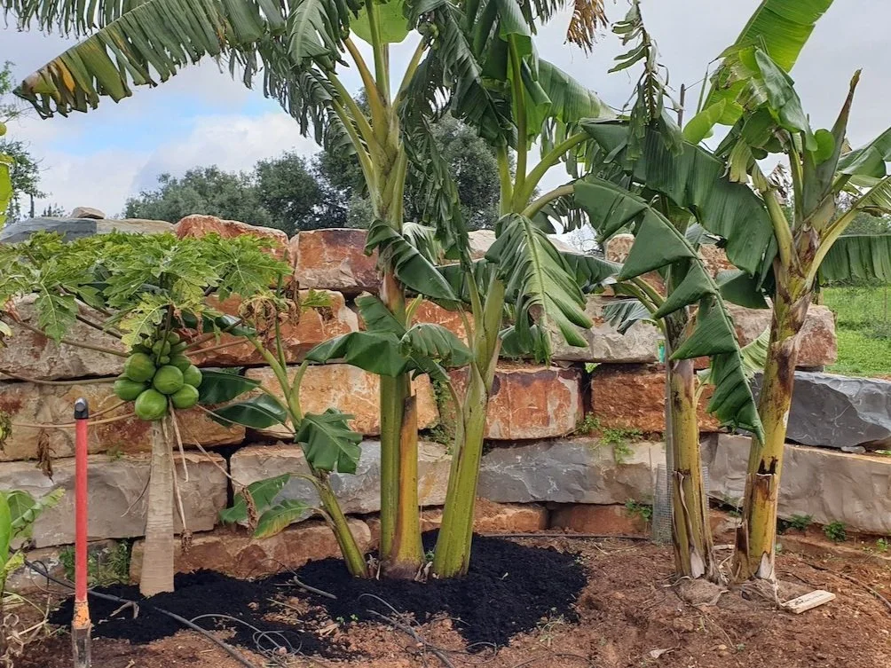 stone_wall_banana_trees_papaya_tree.jpg