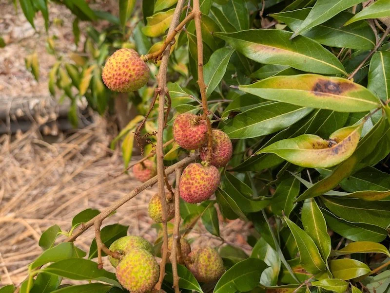Litchi chinensis early harvest