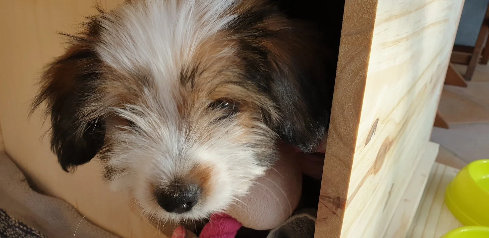 baby_dog_Gulliver.jpg