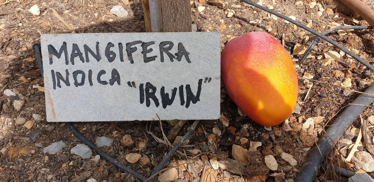 Mangifera indica - Irwin variety mango