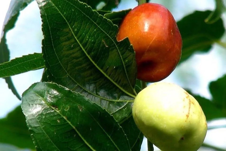 Ziziphus jujuba - Chinese jujube fruit