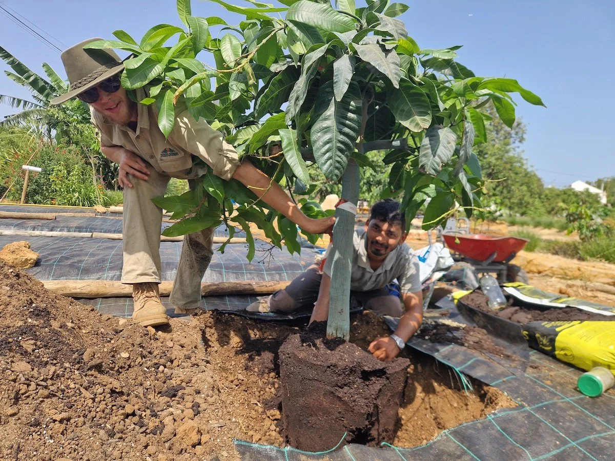 Transplanting a dwarf mango tree