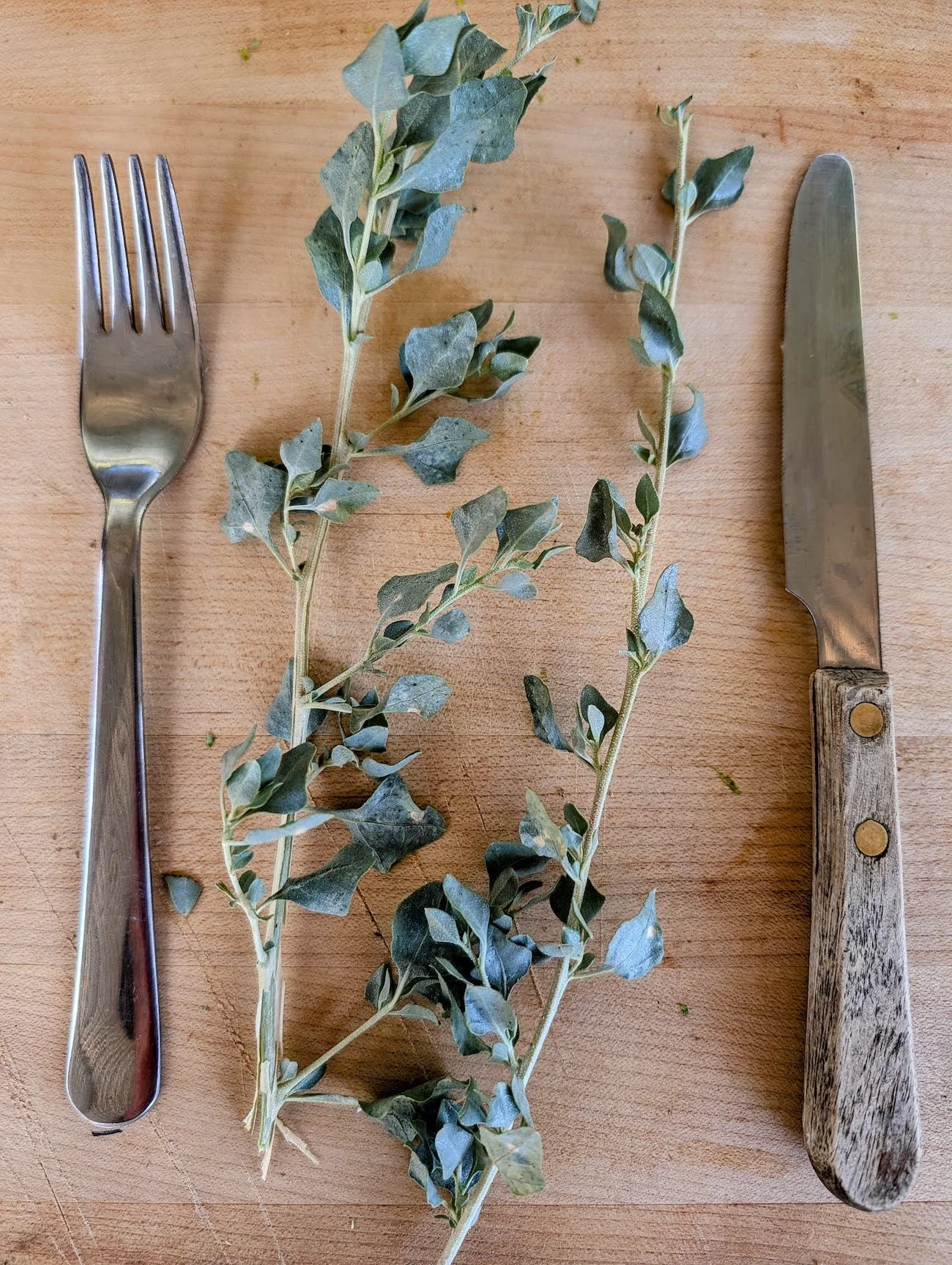 Saltbush or Atriplex halimus - Edible leaves