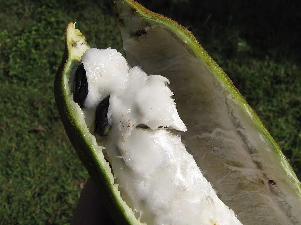 Inga edulis or Ice-cream bean - Open pod with pulp