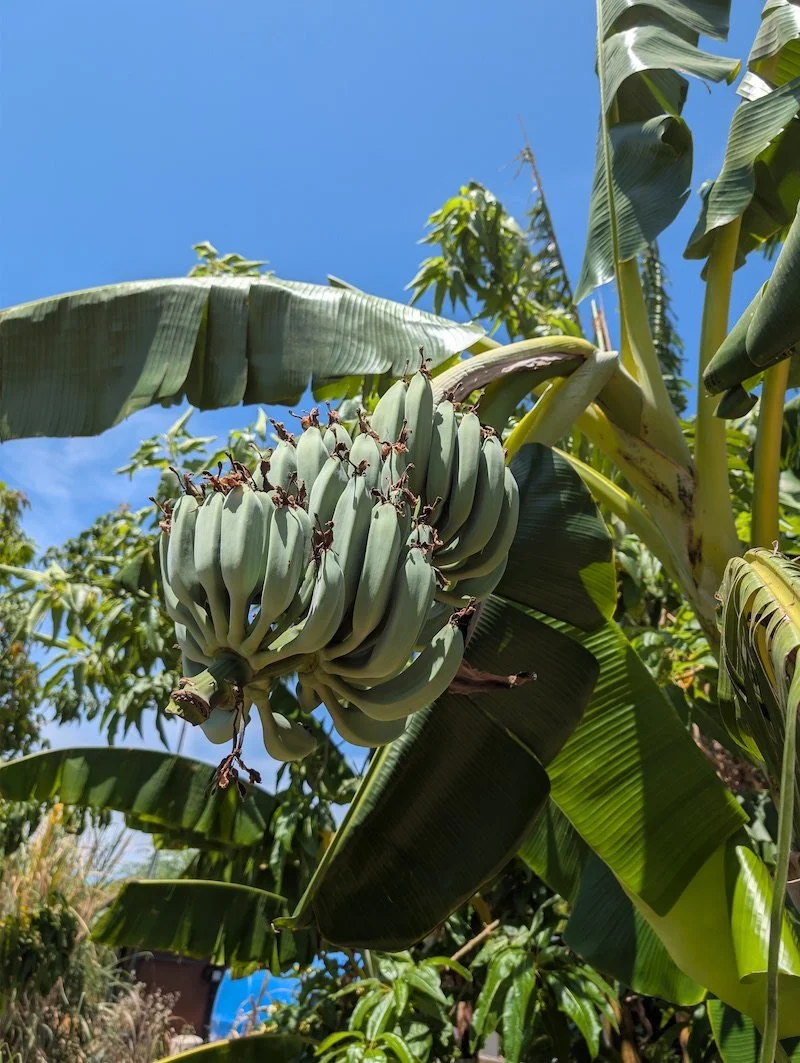 Blue bananas - blue java - ripening