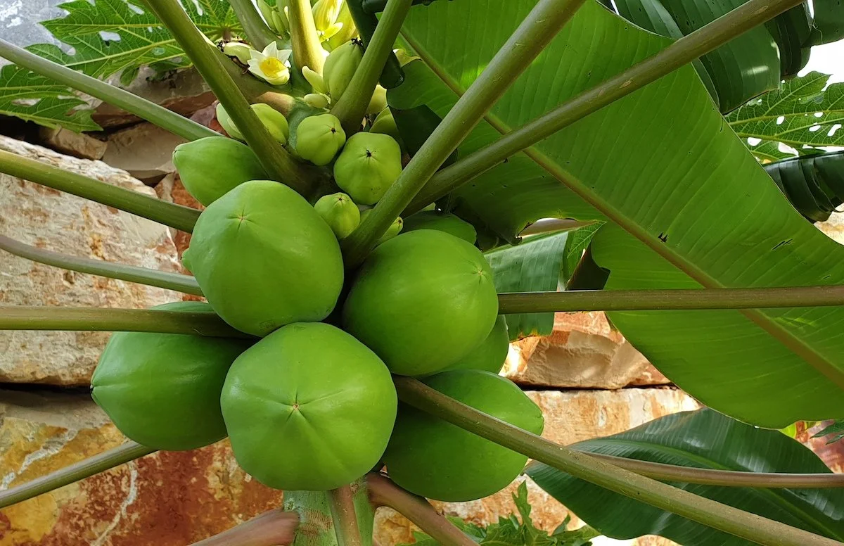 Green fruit happily growing on one of our Carica papaya plants