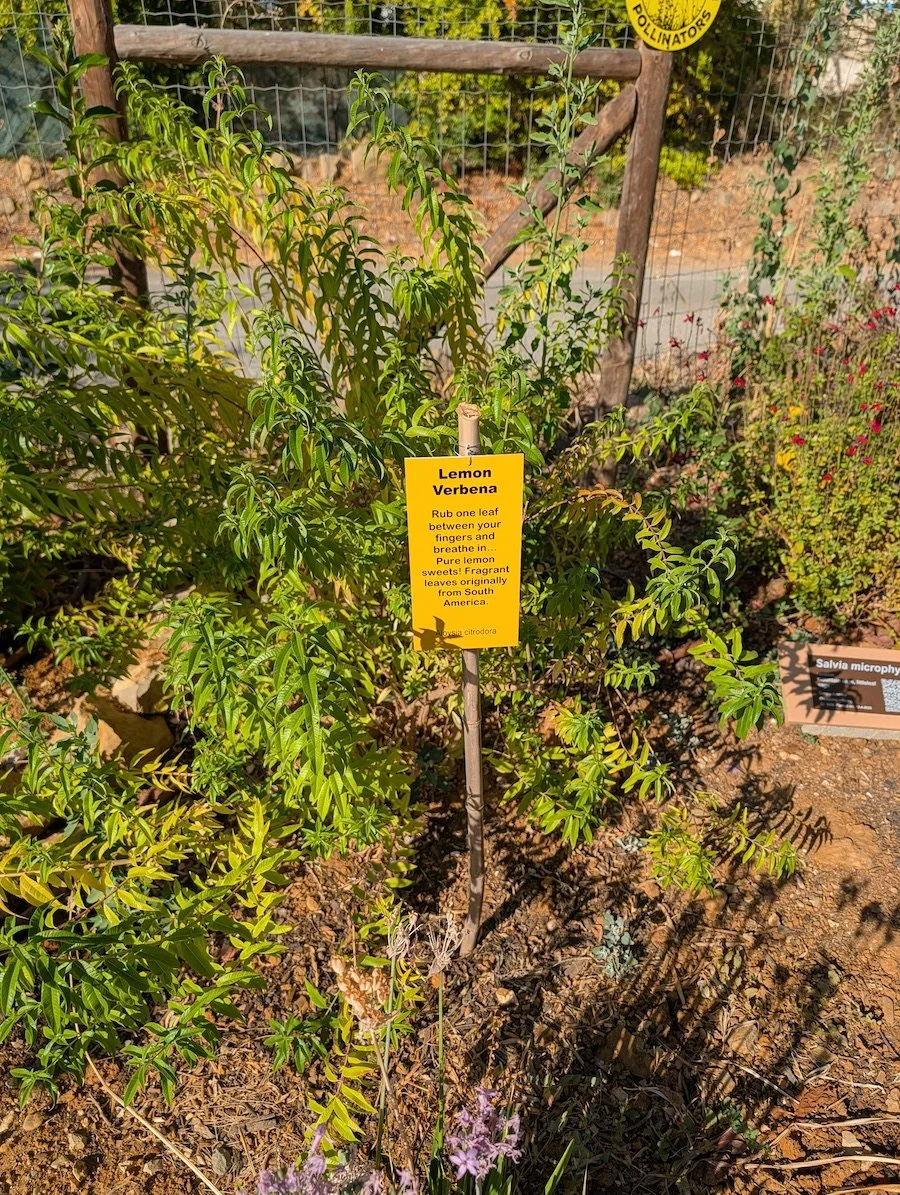Lemon verbena or Aloysia citrodora plant