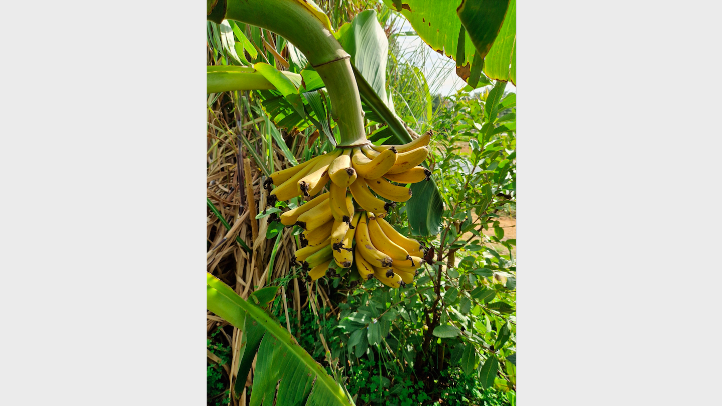 Musa_chini_champa-Banana_bunch.png