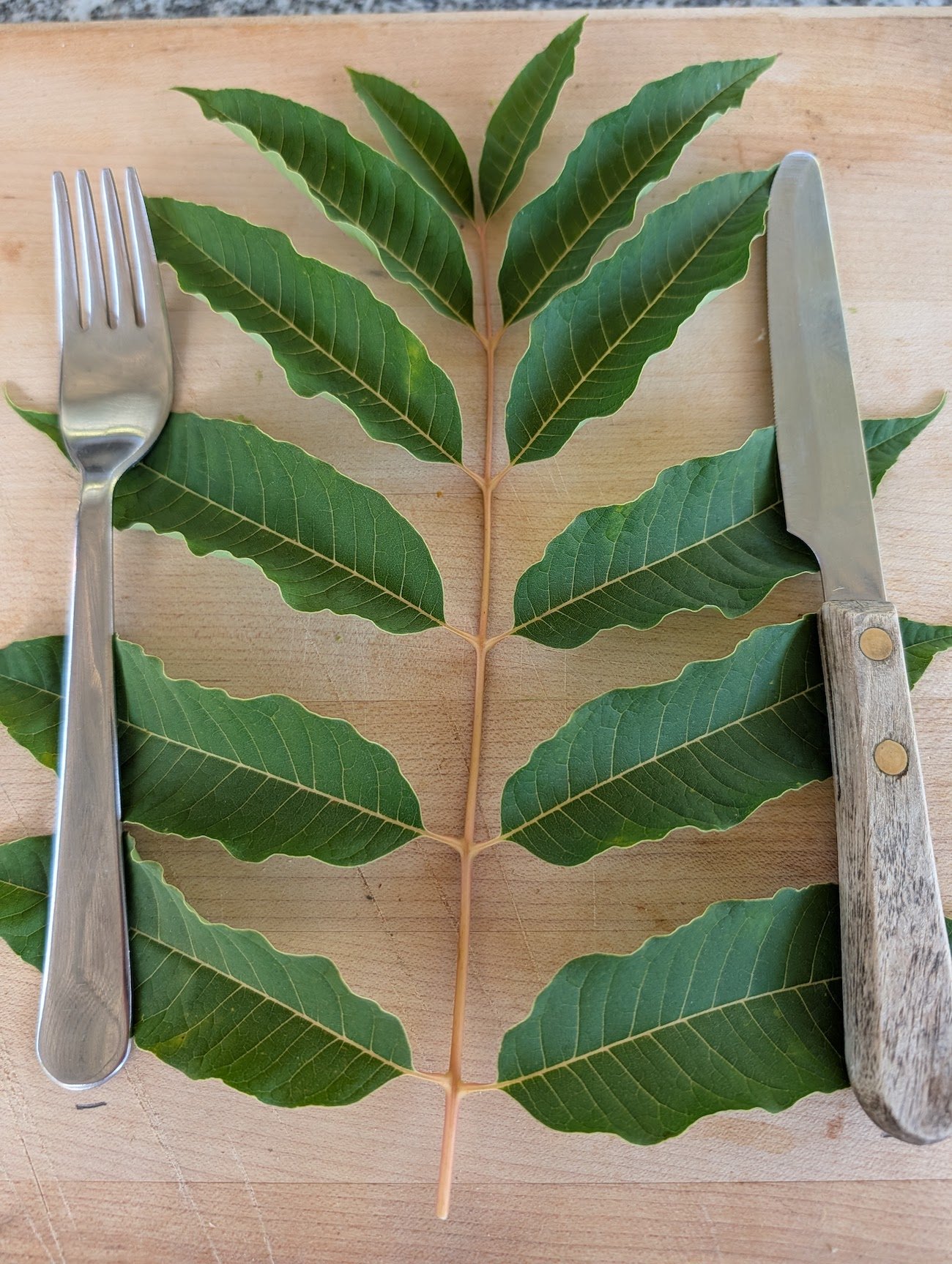 Toona sinensis - Edible leaves