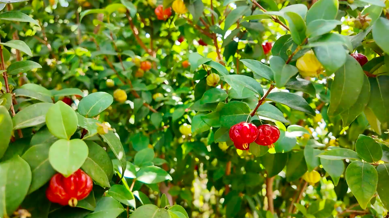 Eugenia uniflora or Pitanga fruit