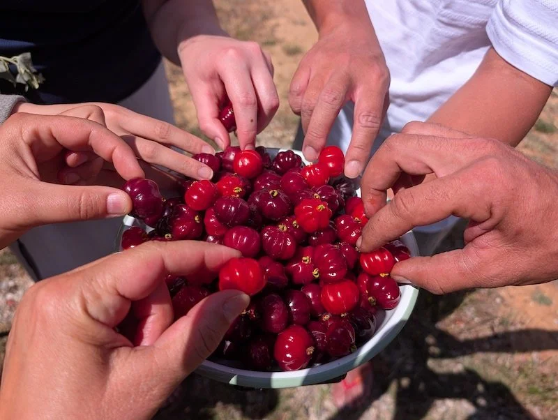 Huge harvest of eugenia uniflora - pitanga