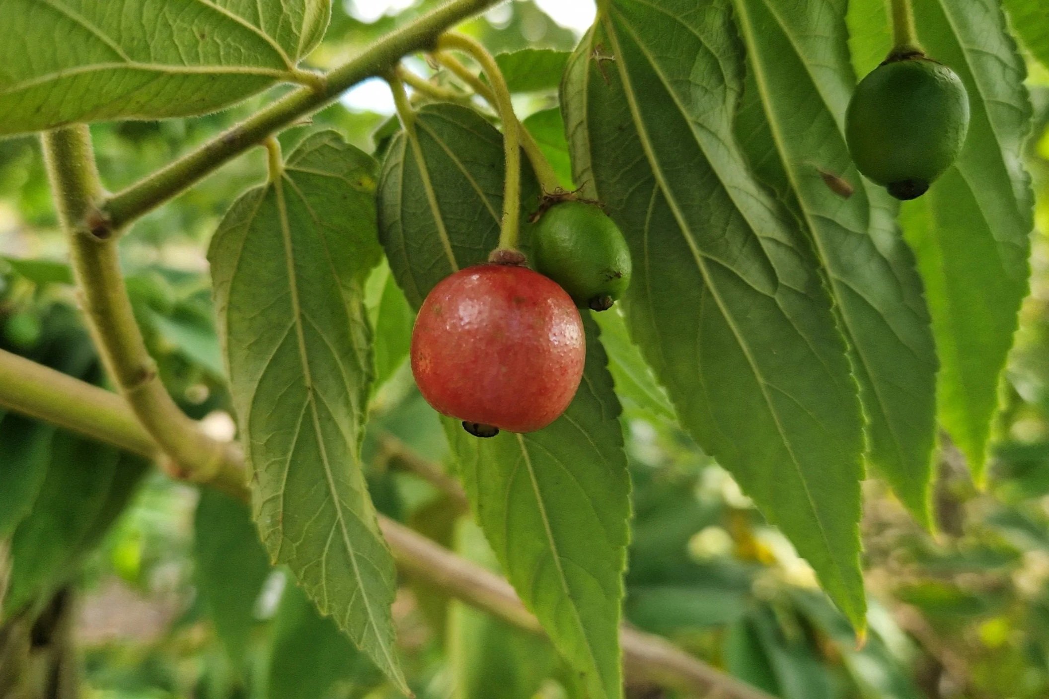 Cotton candy berry - Muntingia calabura