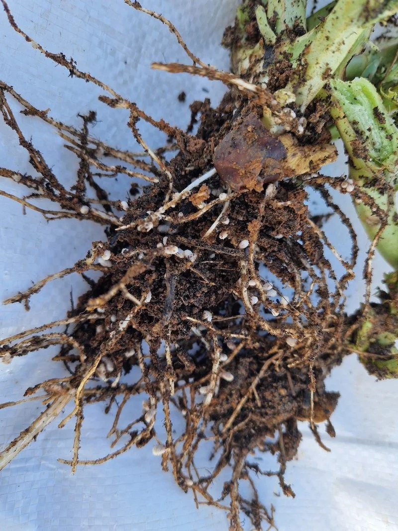 Nitrogen_fixing_nodules-Fava_bean_roots.jpg