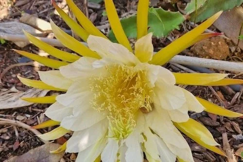 Selenicereus_undatus-Dragon_fruit-flower.jpg
