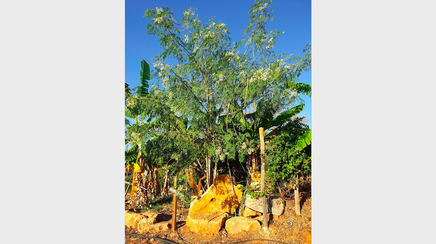 Three_year_old_Moringa_Oleifera_tree.png