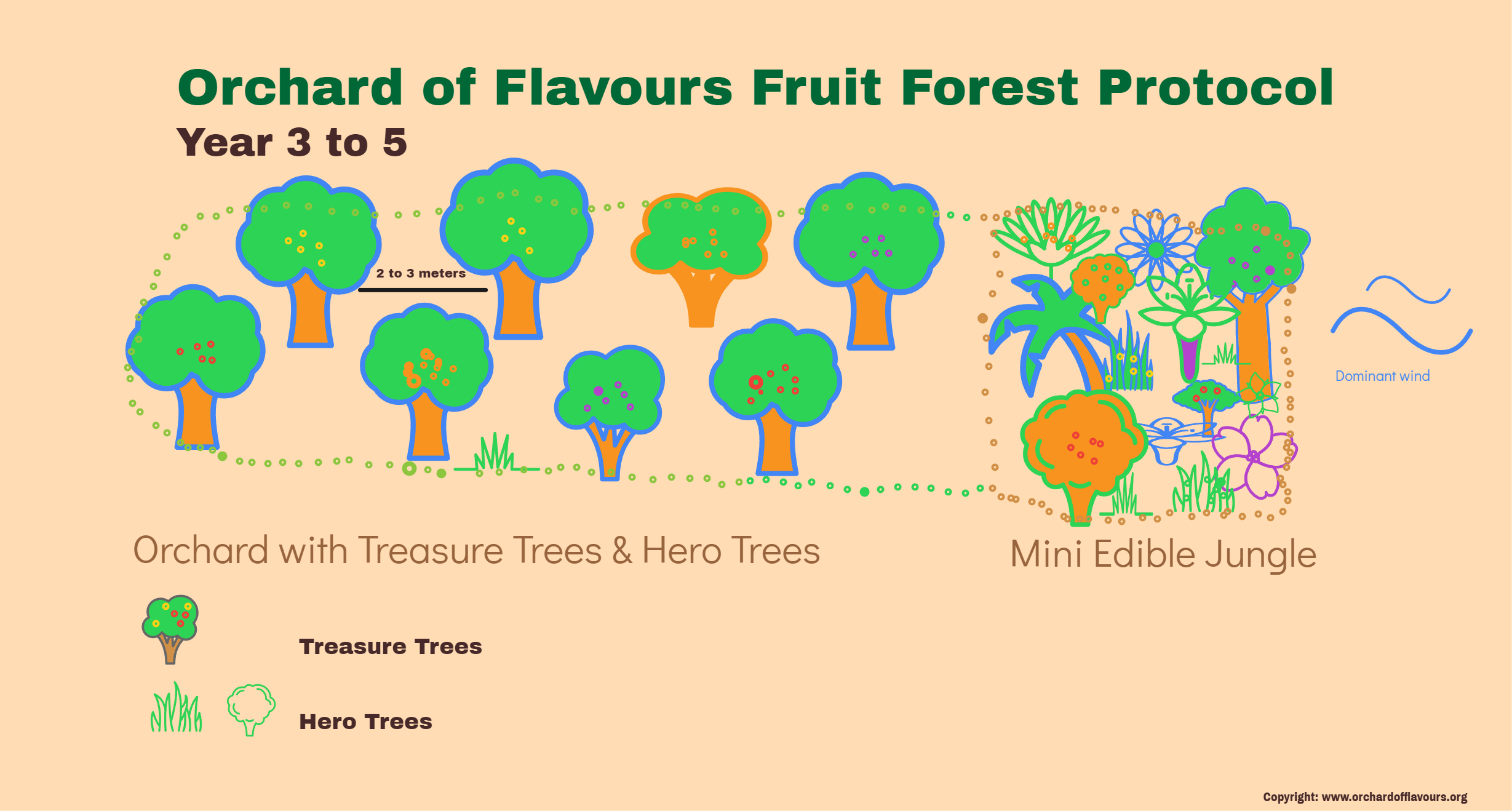 Food_Forest_Protocol_Diagram-Year_3_to_5.png