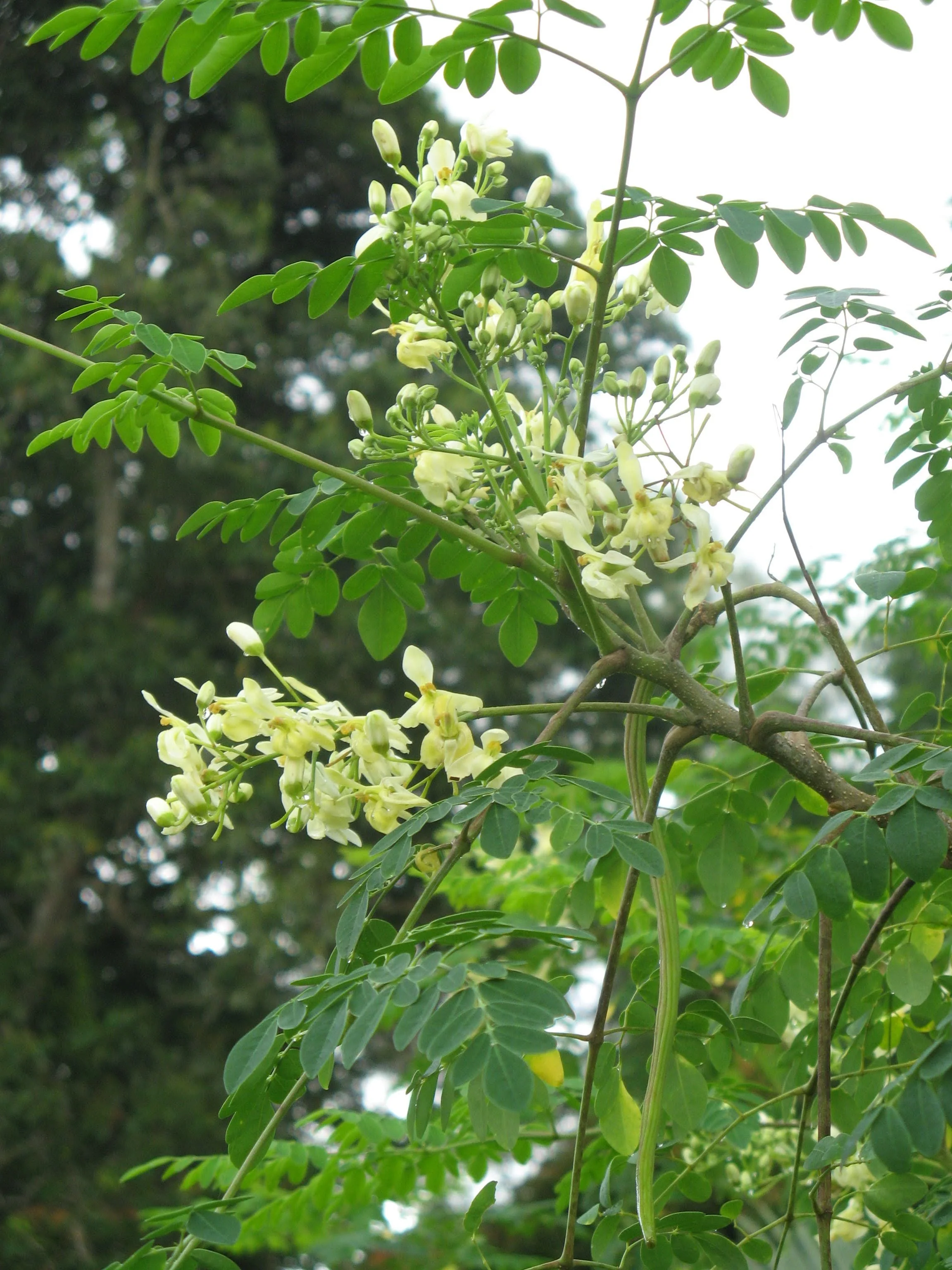 Flowering moringa oleifera tree