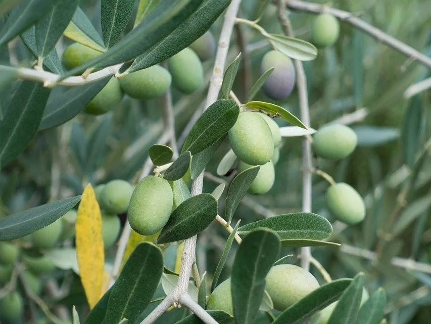 Olea europaea - Olive fruit