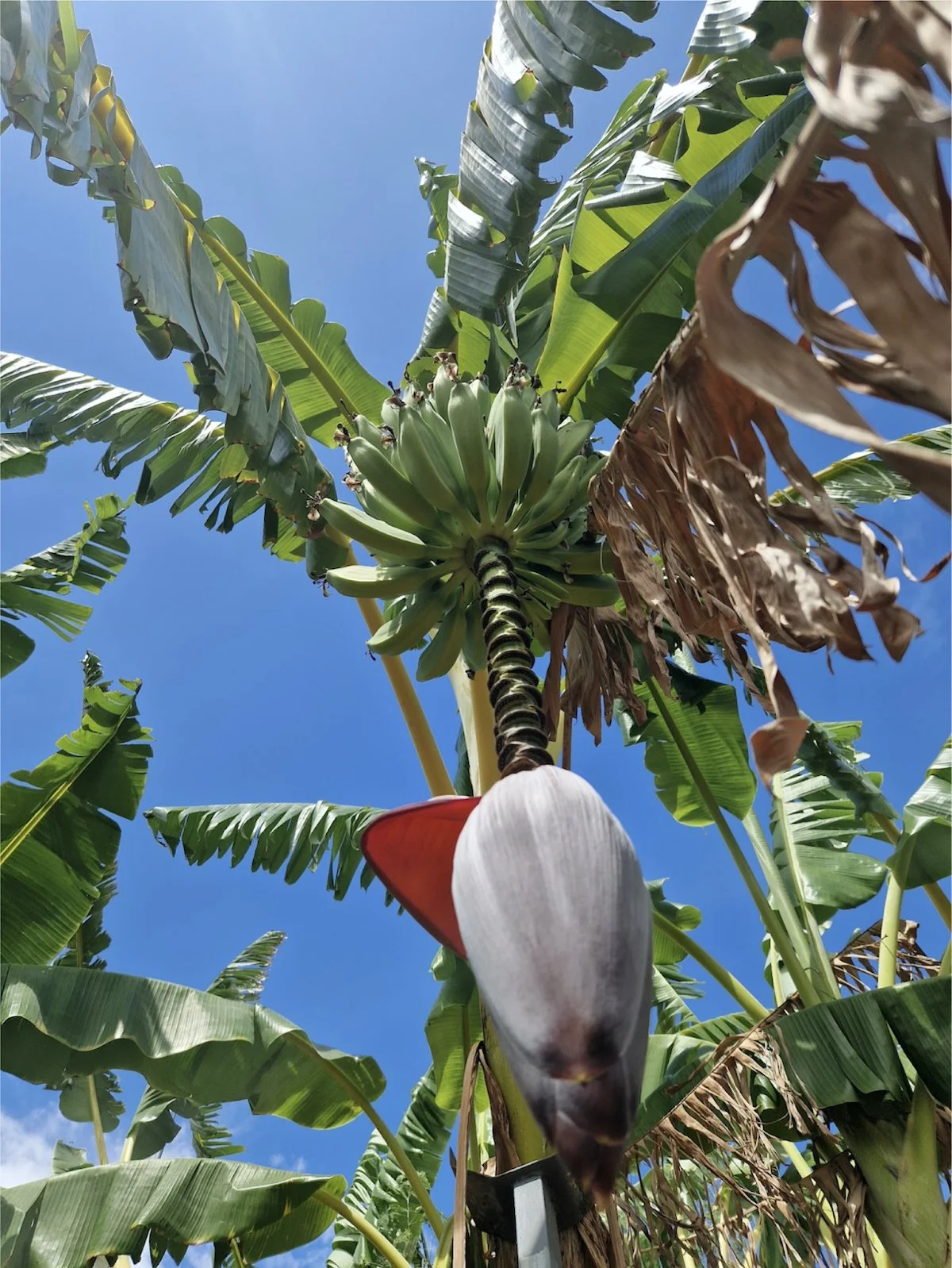 The banana male flower