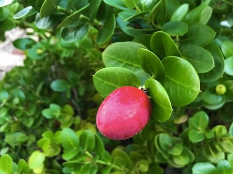 Carissa Macrocarpa - Natal Plum fruit